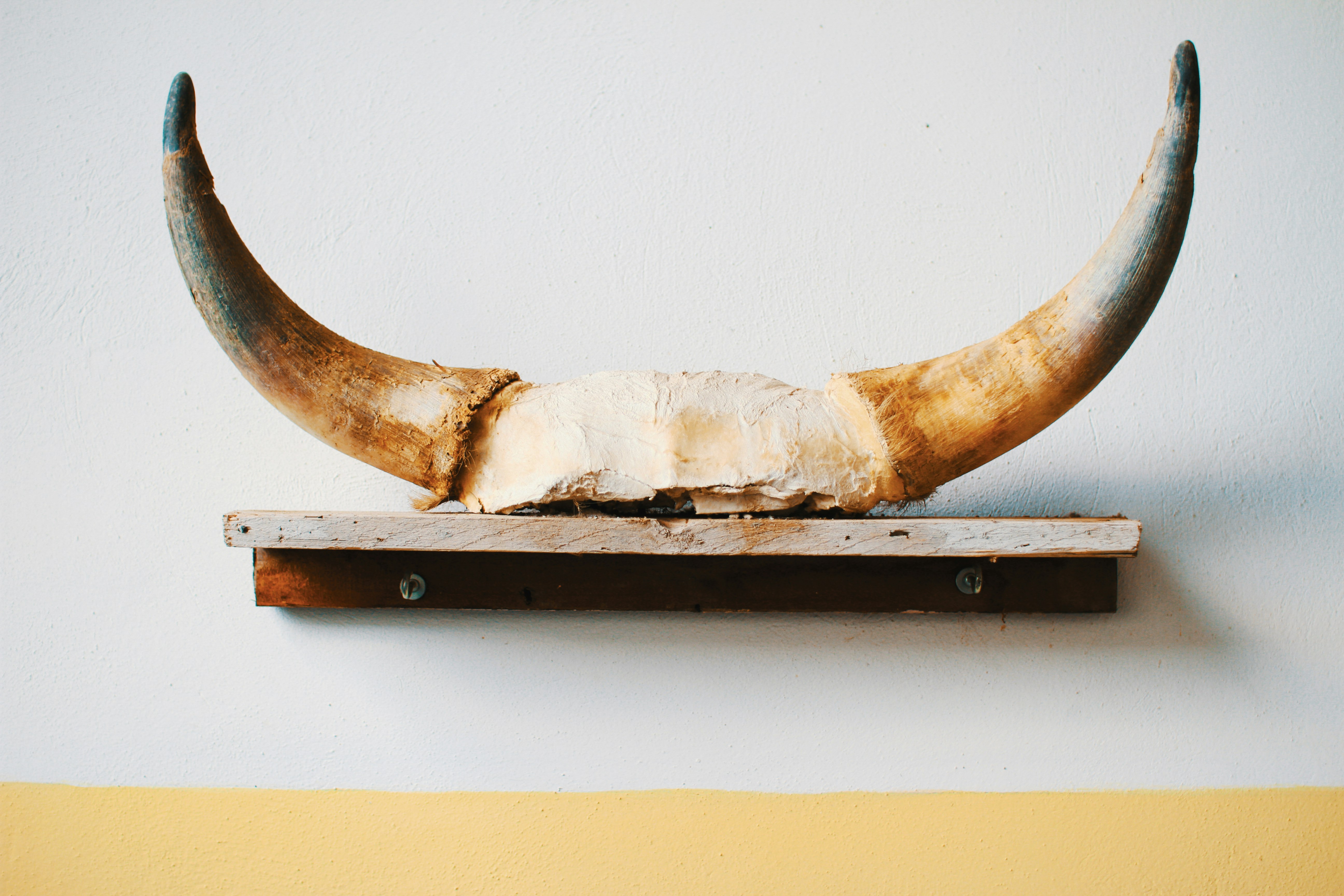 brown animal horn on brown shelf